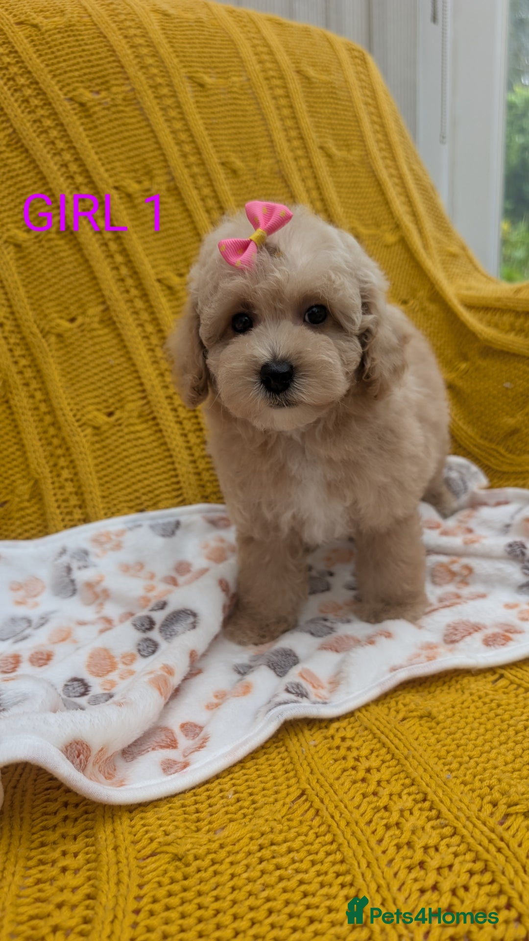 Maltipoo dogs for sale: Stunning Maltipoo Puppies  - Image 3