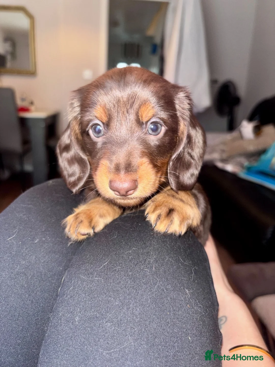Miniature Dachshund dogs for sale: Miniature dachshund puppies - Advert 1