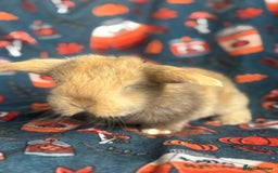 Mini Lop rabbits for sale: Outstanding mini lop litter - Advert 9