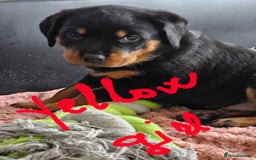 Rottweiler dogs for sale: Pure breed Rottweiler  - Image 30