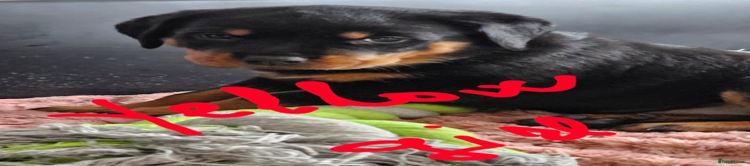 Rottweiler Puppy 6