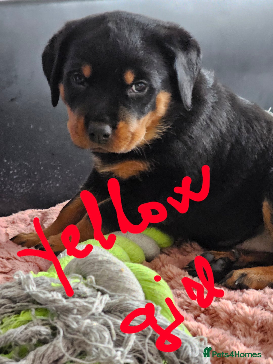 Rottweiler dogs for sale: Pure breed Rottweiler  - Image 30