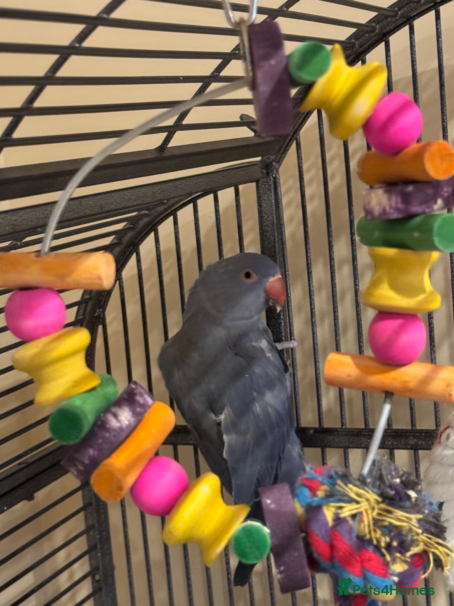 Ringnecks birds Female Violet Indian Ringneck - Advert 1