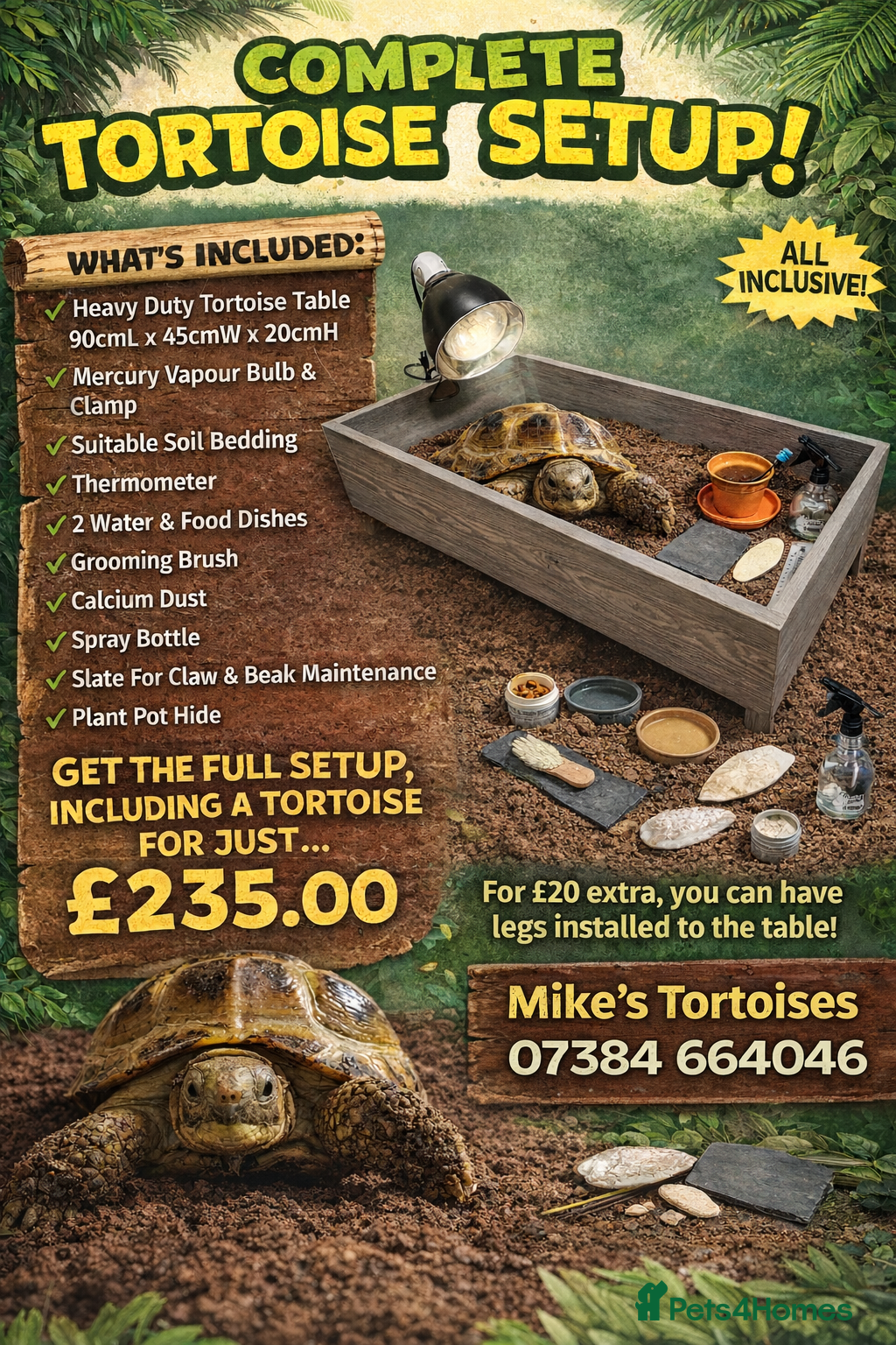 Tortoise reptiles Baby Horsfield Tortoises and Set Ups!! - Advert 2