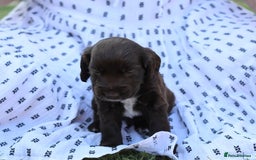 Cocker Spaniel dogs for sale: Adorable cocker spaniel puppies  - Image 8