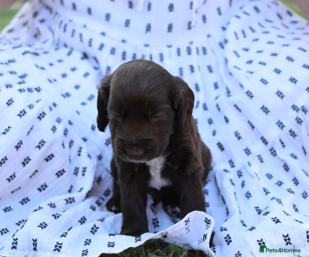 Cocker Spaniel dogs for sale: Adorable cocker spaniel puppies  - Image 8