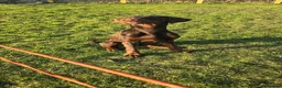 Dobermann dogs for sale: Trained family dog BRUCE  - Advert 2
