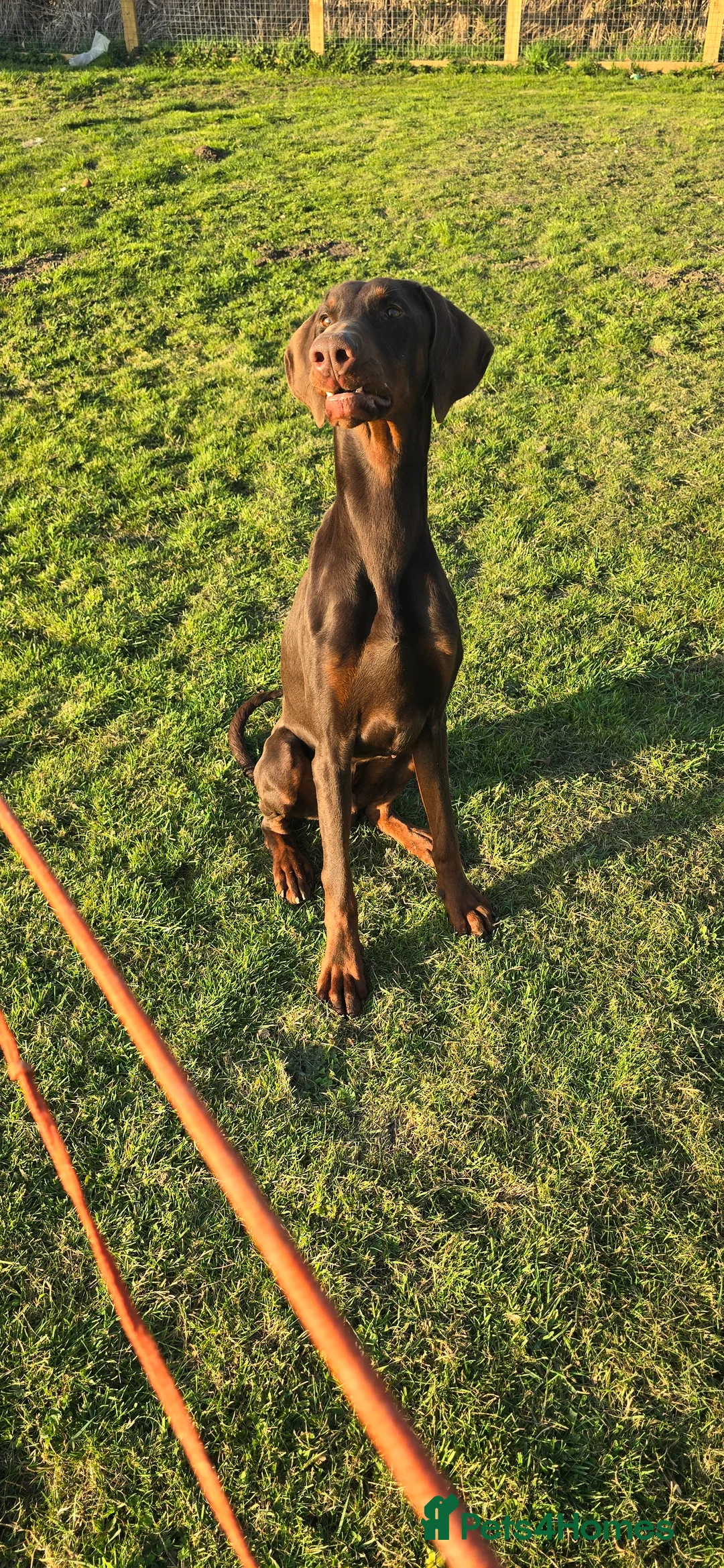 Dobermann dogs for sale: Trained family dog BRUCE  - Advert 2