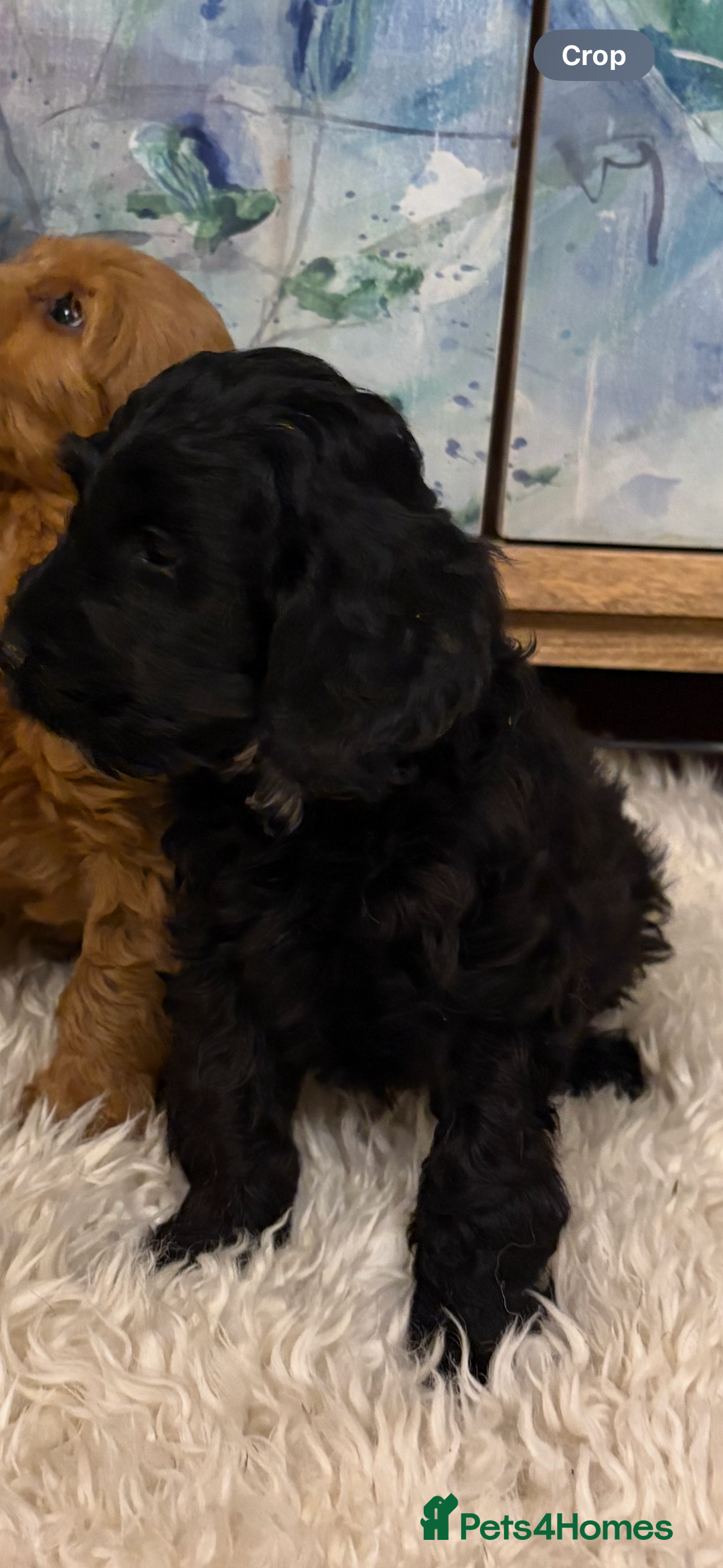 Cockapoo dogs for sale: Cockapoo F1b show type pups, PRIZEWINNING LINES  - Image 7