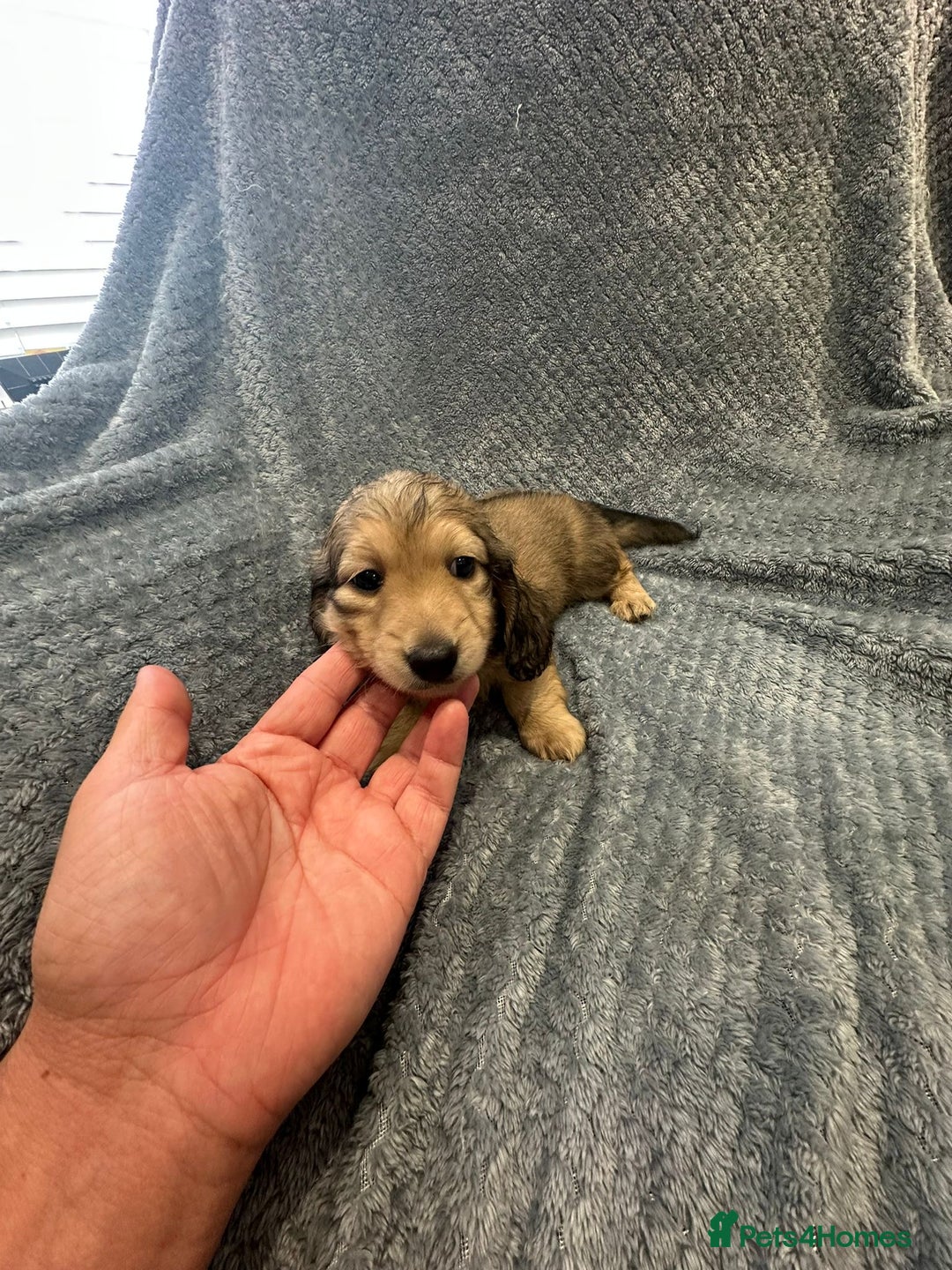 Miniature Dachshund dogs for sale: Miniature long haired CREAM boys  - Image 10