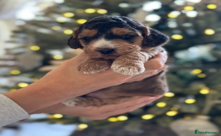 Cockapoo dogs Stunning F2 DNA health tested Cockapoo puppies  - Advert 2