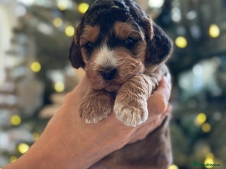 Cockapoo dogs Stunning F2 DNA health tested Cockapoo puppies - Advert 5