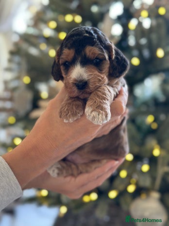 Cockapoo dogs Stunning F2 DNA health tested Cockapoo puppies - Advert 2