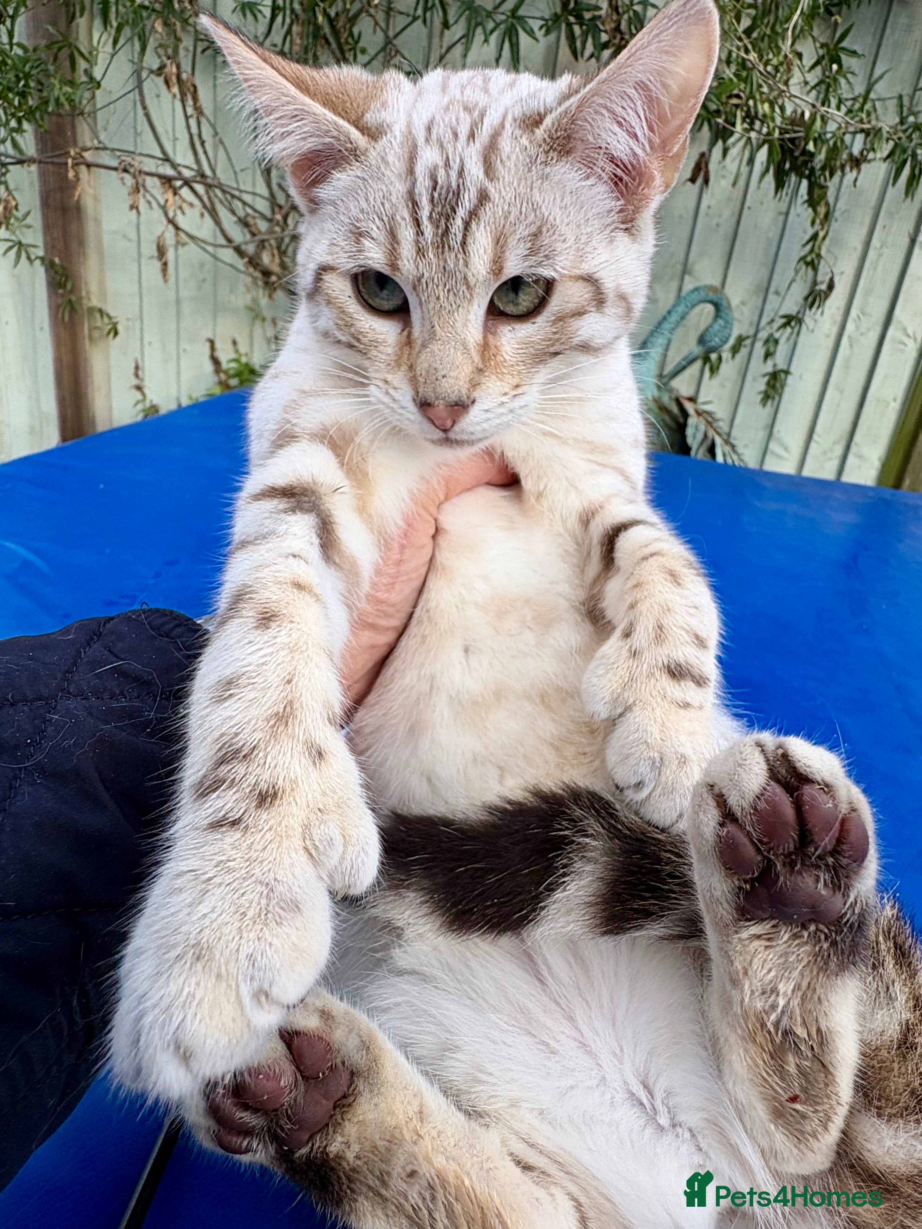 Keetso cats Superb polydactyl rosetted girl  - Advert 18