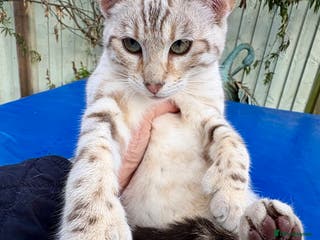 Keetso cats Superb polydactyl rosetted girl - Advert 18