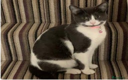 British Shorthair cats for sale: Boo - Grey & White (Female) 6 years old - Image 1