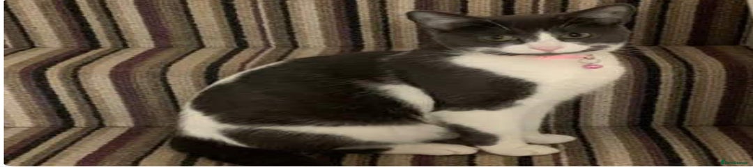British Shorthair Adult Female 