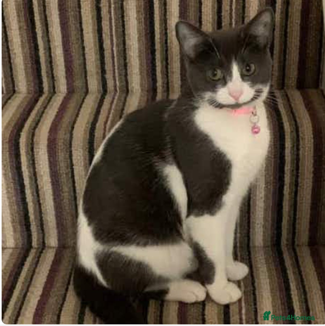 British Shorthair cats for sale: Boo - Grey & White (Female) 6 years old - Image 1