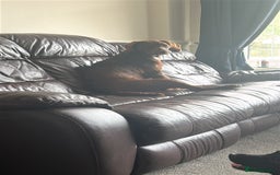 Cockapoo dogs for sale: Beautiful Chocolate Cockapoo Girl  - Image 4
