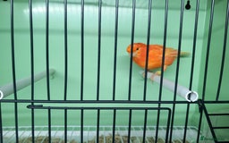 Canaries birds for sale: Canaries  - Image 24