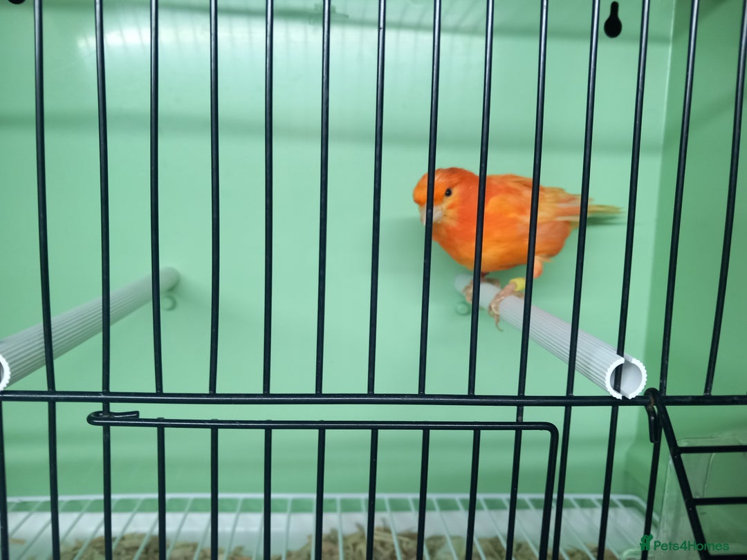 Canaries birds for sale: Canaries  - Image 24