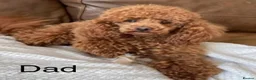 Pomapoo dogs for sale: Beautiful Pomapoo puppies - Advert 15