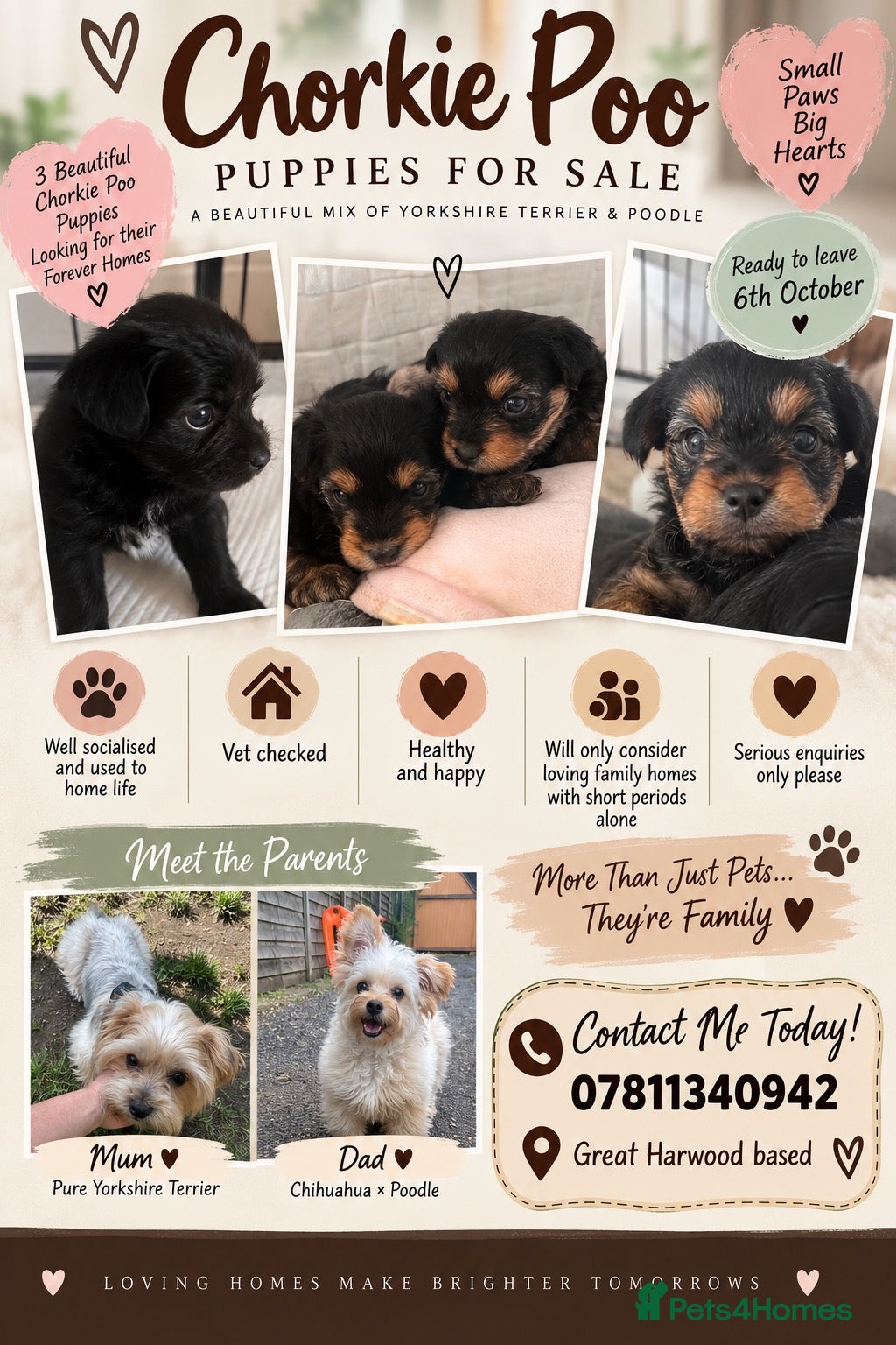 Mixed Breed dogs Adorable Chorkiepoo puppies  - Advert 4