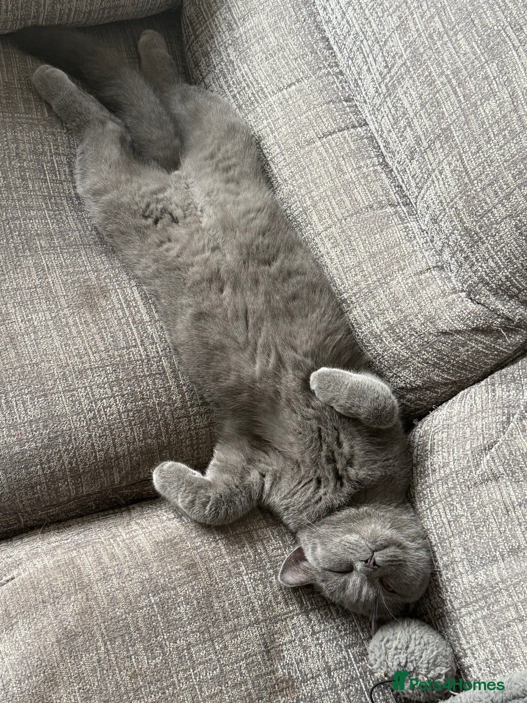 British Shorthair cats for sale: British short hair - Advert 6