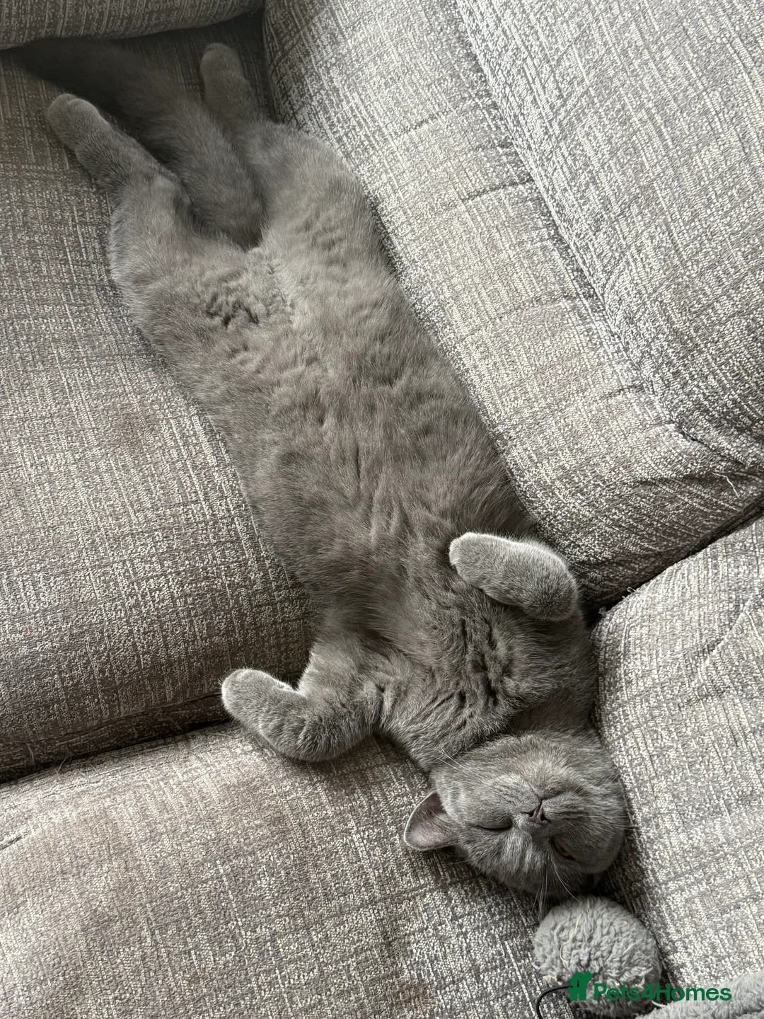 British Shorthair cats for sale: British short hair - Advert 6