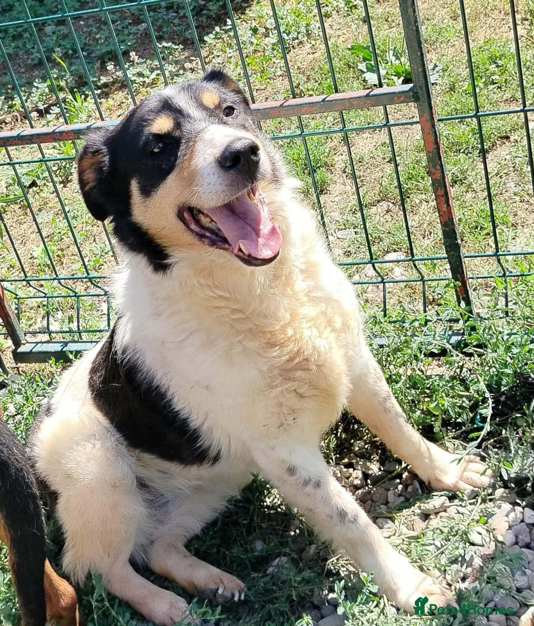 Mixed Breed dogs ❤️ MEET FERN – LOOKING FOR HER FOREVER HOME ❤️🐾 - Advert 1