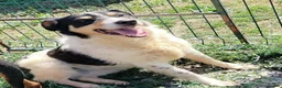 Mixed Breed dogs for adoption: ❤️ MEET FERN – LOOKING FOR HER FOREVER HOME ❤️🐾 in Chelmsford - Advert 1