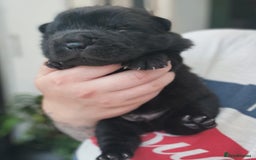 Shar Pei dogs for sale: REDUCED*READYNOW Beautiful bear/brush shar peis  - Image 23