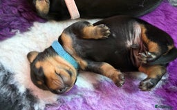 Miniature Dachshund dogs for sale: Miniature dachshund puppies 🐾 - Image 6