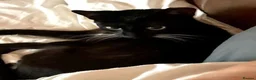 Mixed Breed cats for adoption: VIXEN - Advert 4