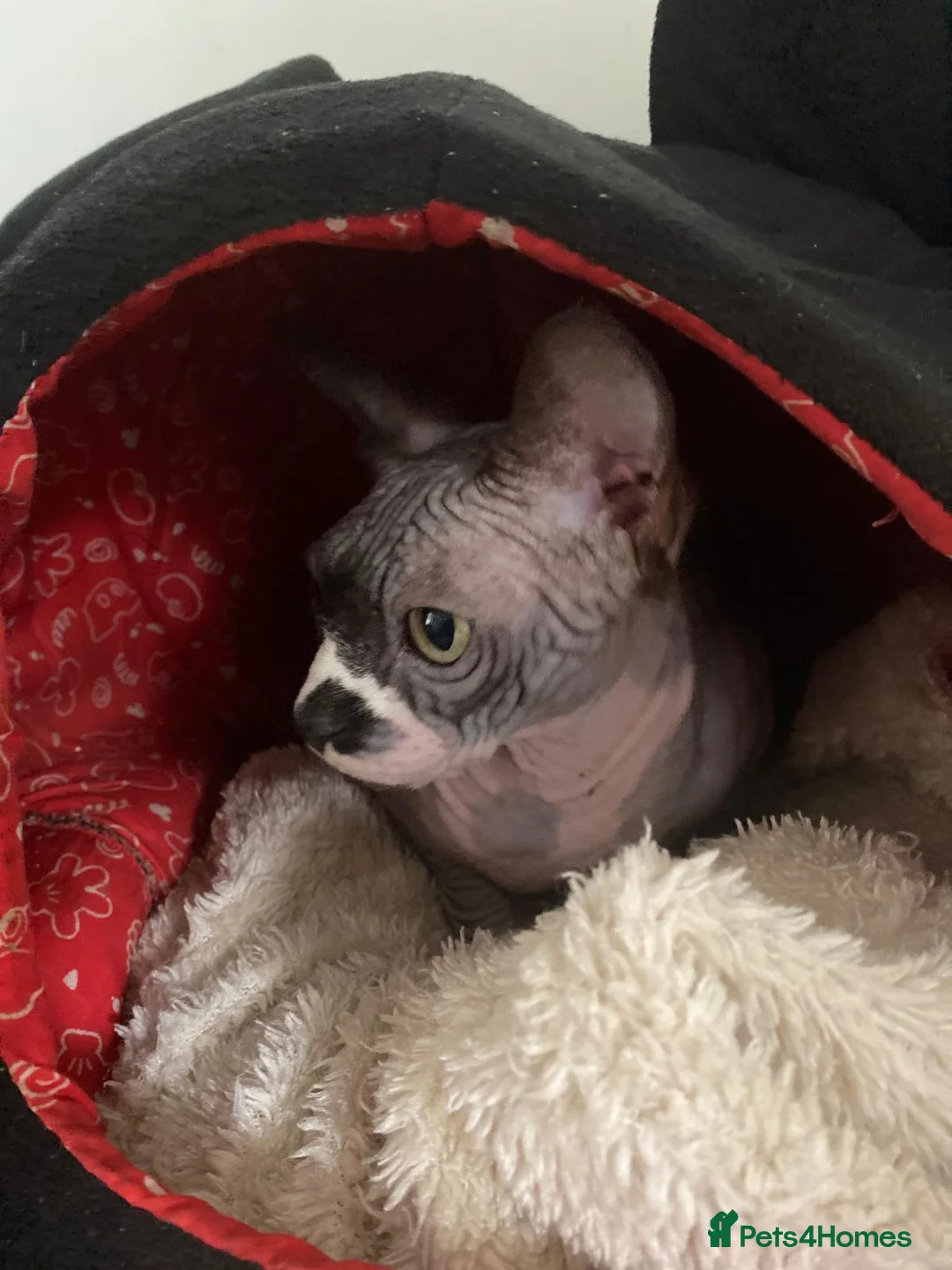 Sphynx cats for sale: Beautiful sphinx kittens  in Torquay - Advert 5