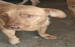 Mixed Breed dogs for adoption: 🐾 Mokka – a little boy with a gentle soul 🐾 - Image 7