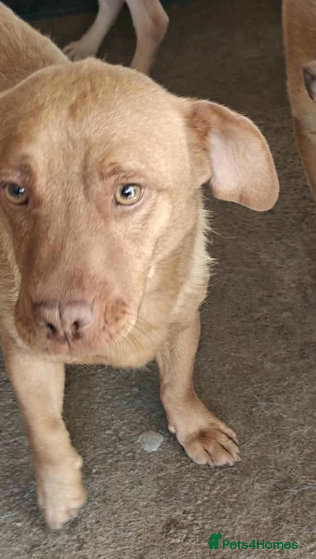 Mixed Breed dogs for adoption: 🐾 Mokka – a little boy with a gentle soul 🐾 - Image 7