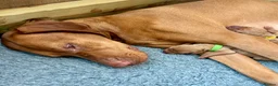 Hungarian Vizsla dogs for sale: Exceptionally Well Bred Hungarian Vizsla Litter in Chinnor - Advert 3