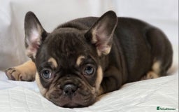 French Bulldog dogs for sale: TOP QUALITY KC REG FRENCHIES AVAILABLE  - Image 21