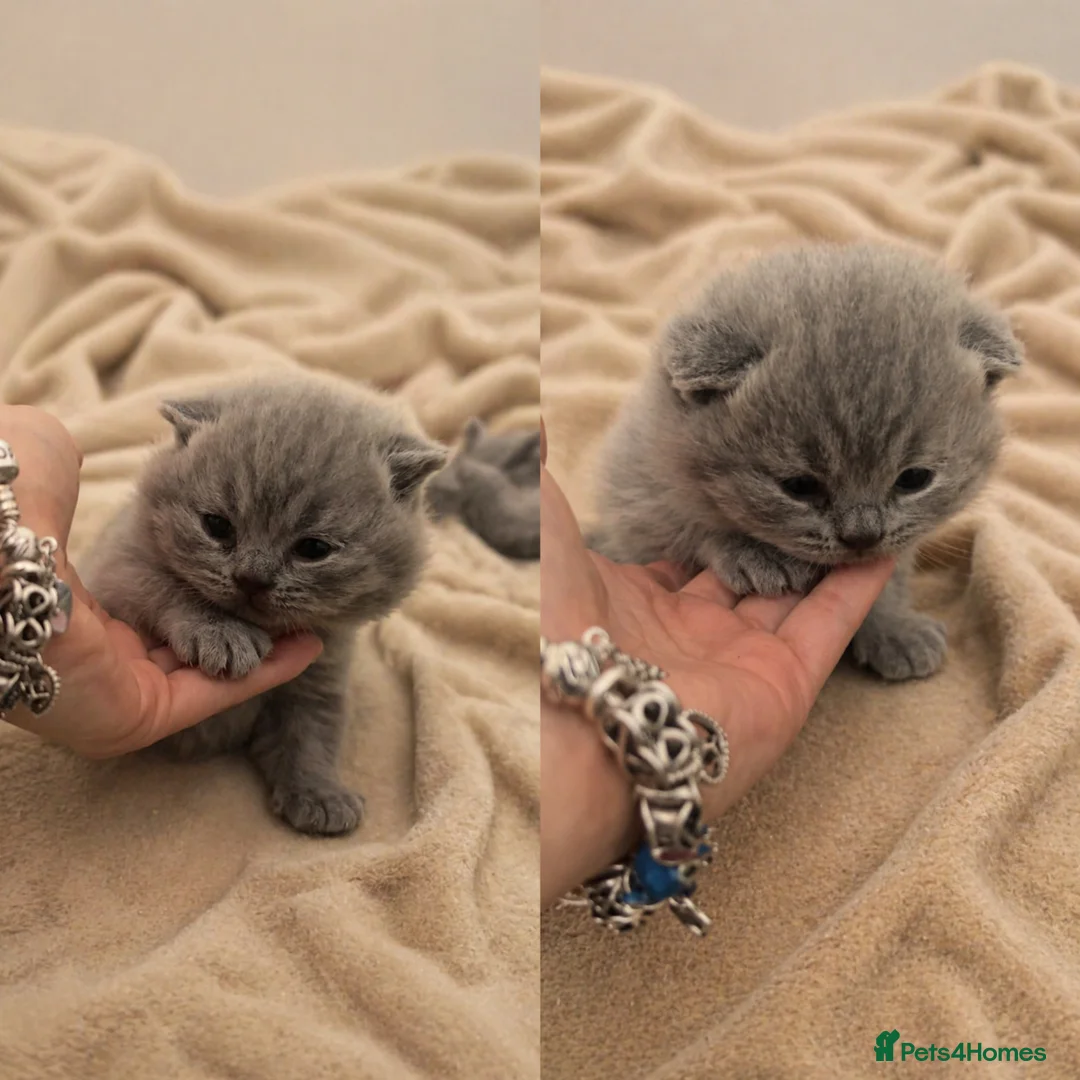 British Shorthair cats for sale: 🏆LAST MALE🏆 Pedigree Registered BSH Kittens - Advert 1