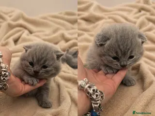 British Shorthair cats 🏆Exceptional Pedigree Champion Line BSH Kittens🏆 - Advert 19