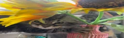 Maine Coon cats for sale: Last Maine coon girl left ready to leave 🩷 - Advert 8