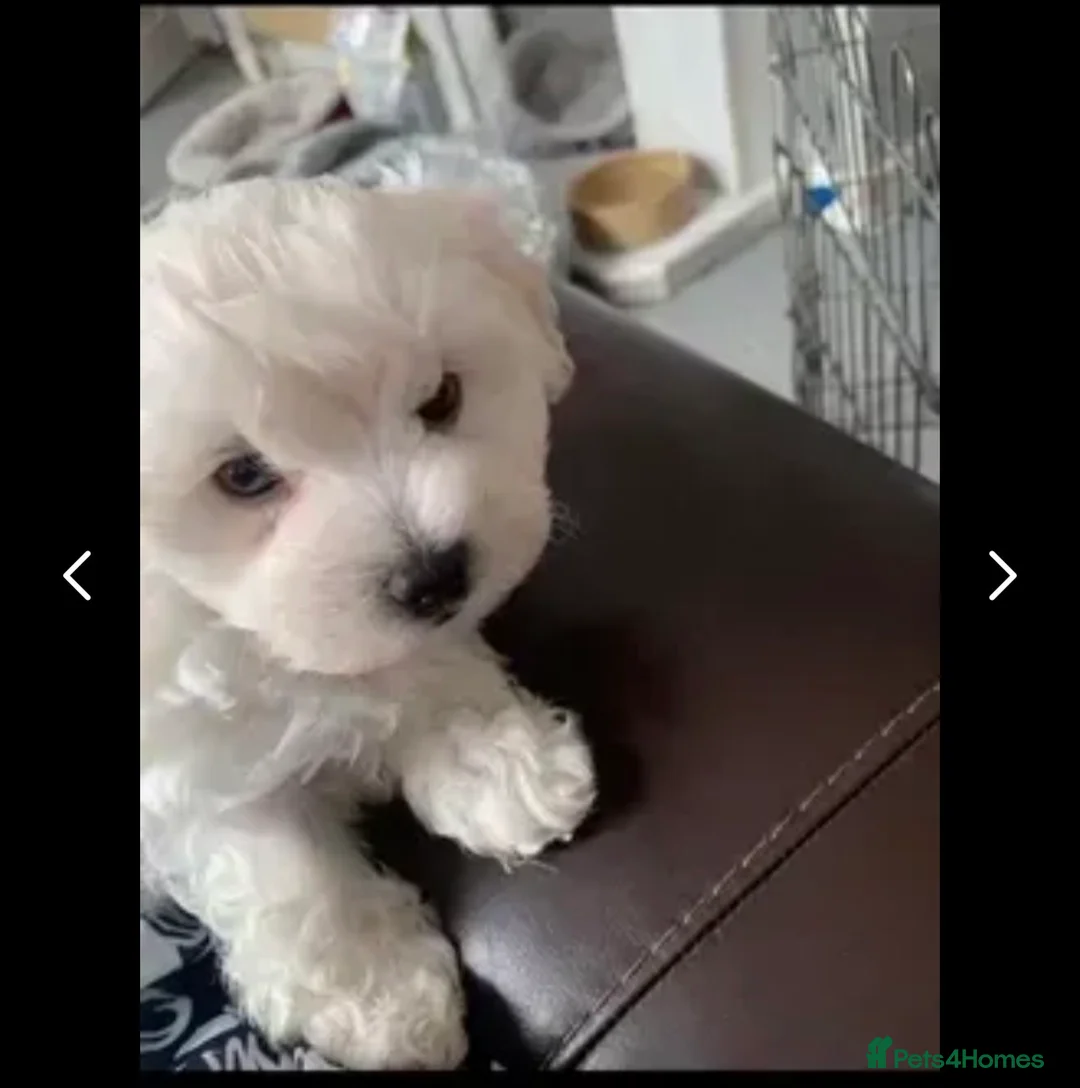 Maltese dogs for stud: Small Maltese dog for stud  in Stafford - Advert 6