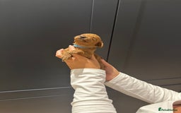 Miniature Poodle dogs for sale: Red Miniature Poodles  - Image 19