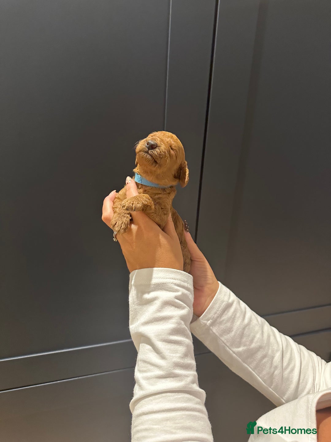 Miniature Poodle dogs for sale: Red Miniature Poodles  - Image 19