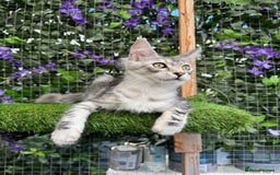 Maine Coon cats for sale: Russian bloodline Maine Coon Kittens 20+Gen! 🏆 - Image 29
