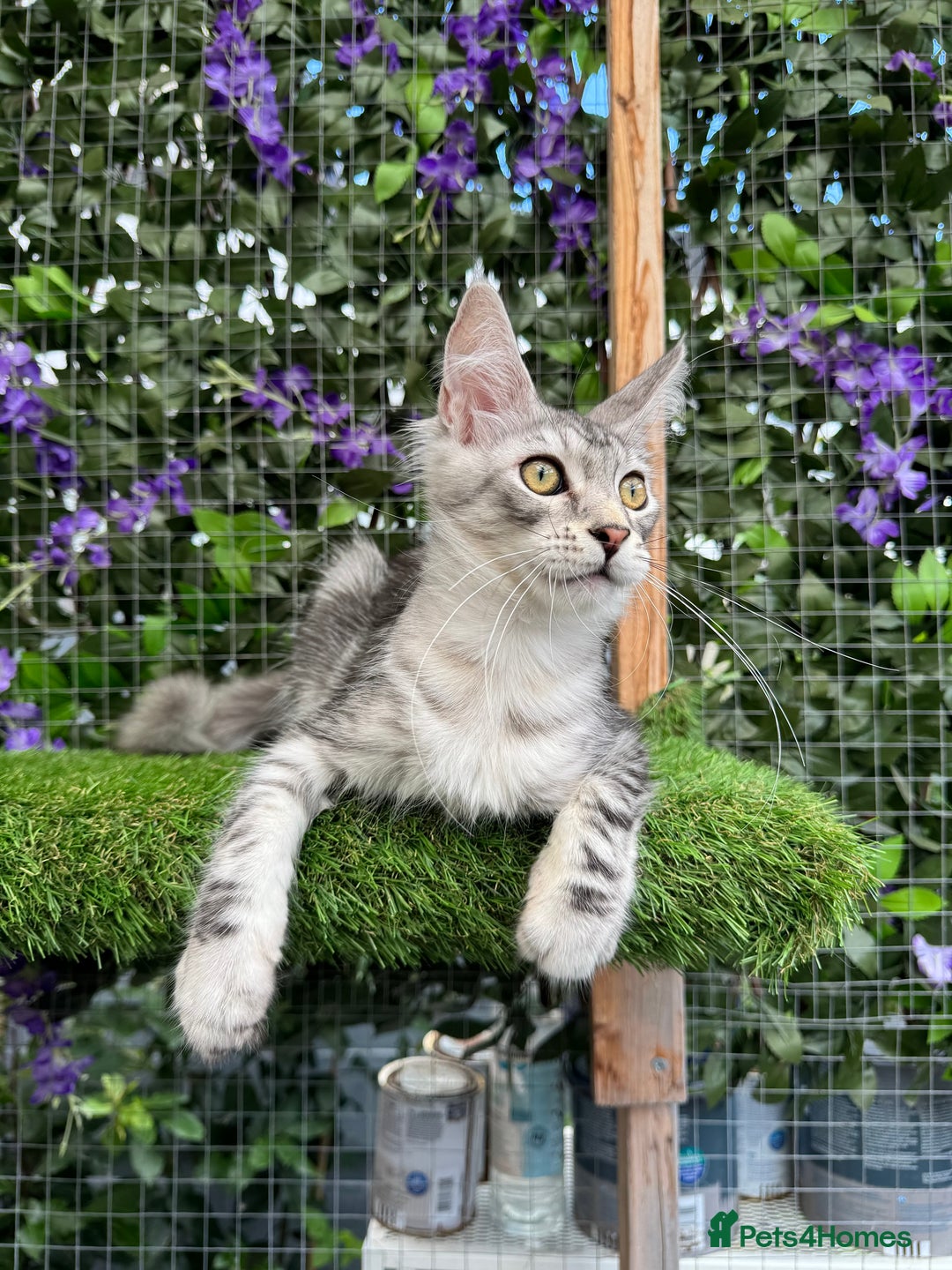 Maine Coon cats for sale: Russian bloodline Maine Coon Kittens 20+Gen! 🏆 - Image 29
