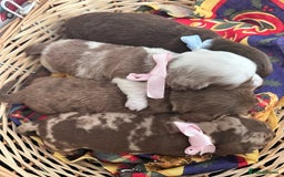 Dachshund dogs for sale: Dachshund  - Advert 9