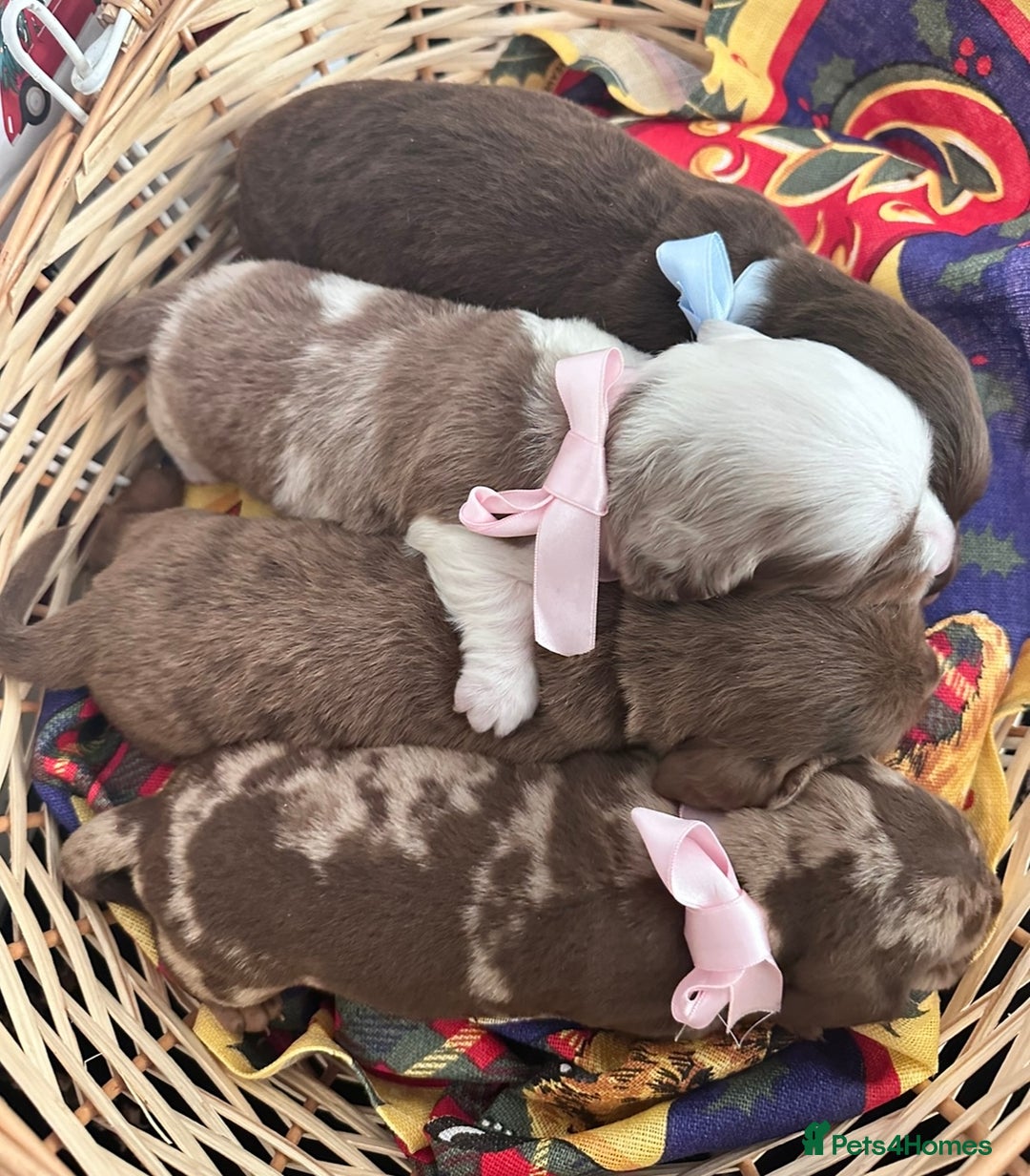 Dachshund dogs for sale: Dachshund  - Advert 9