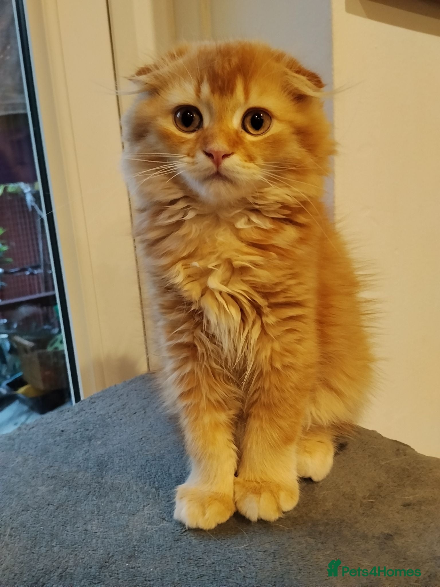 Scottish Fold cats 3 ginger girls and one boy available    - Advert 7